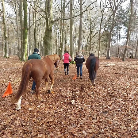 Homestay Equi Guidance