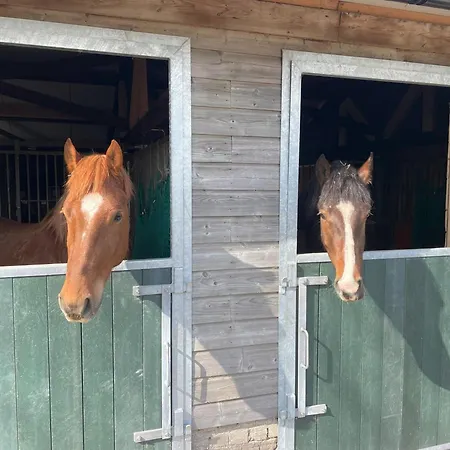 Homestay Equi Guidance Wapenveld